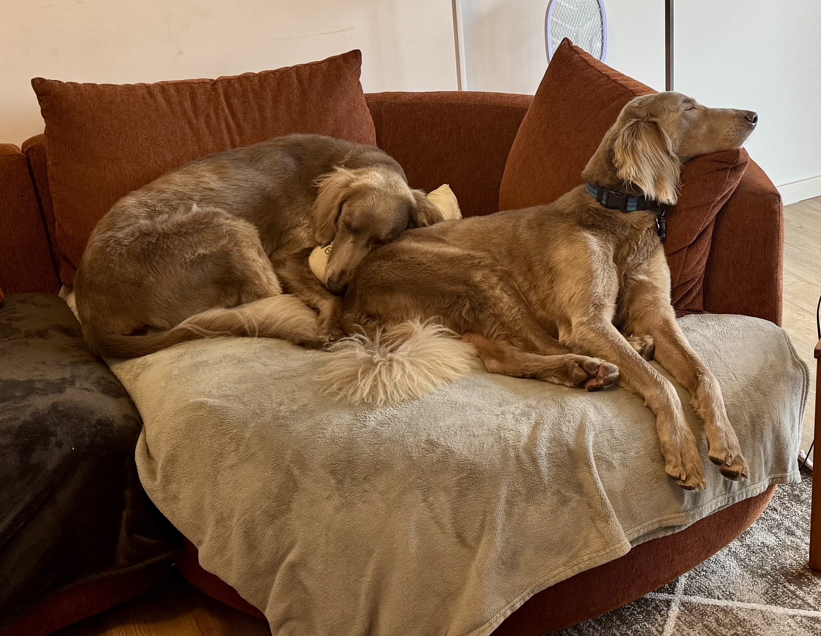 Walter and Willow relaxing on the sofa