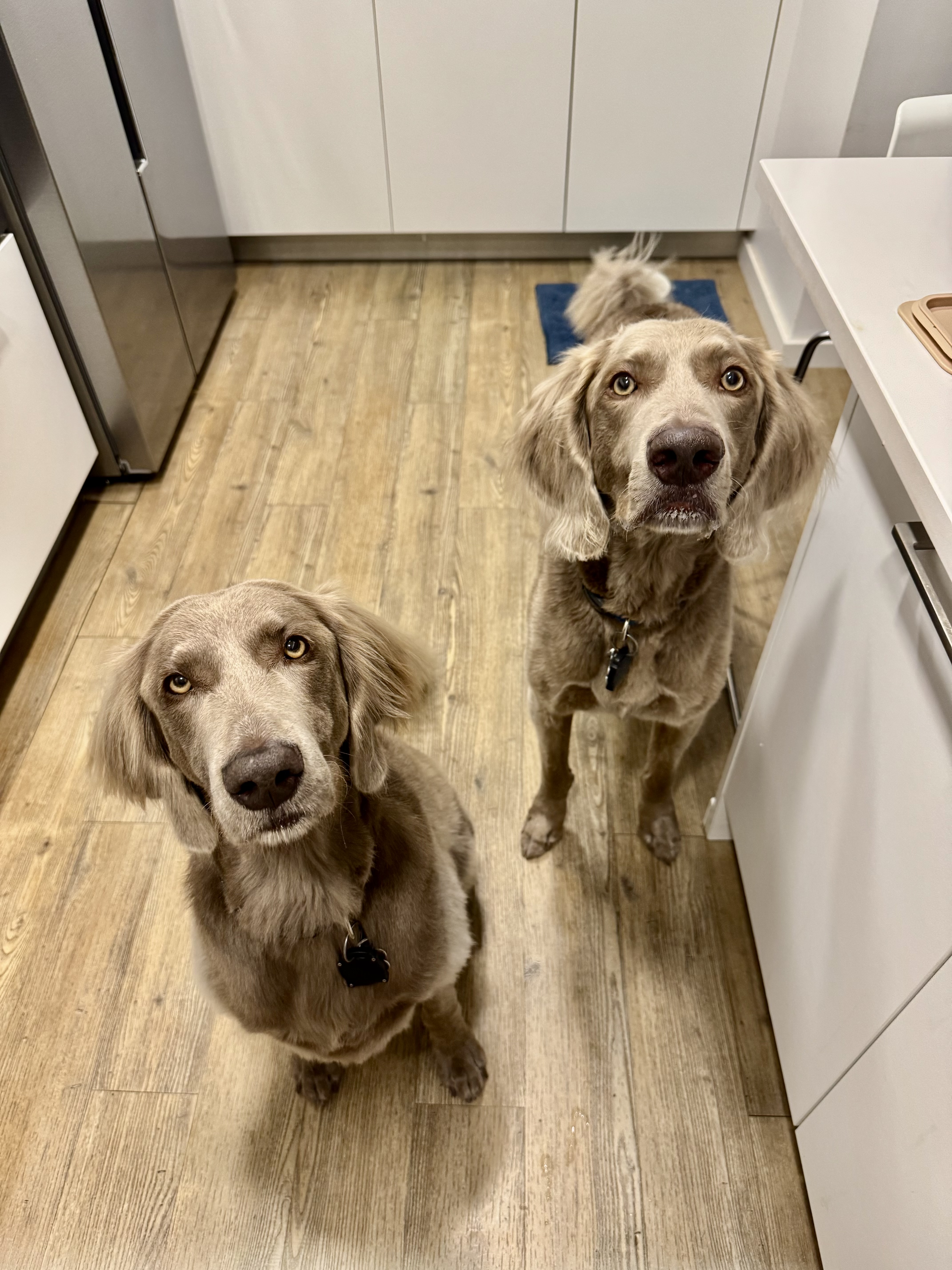 Walter and Willow in the kitchen