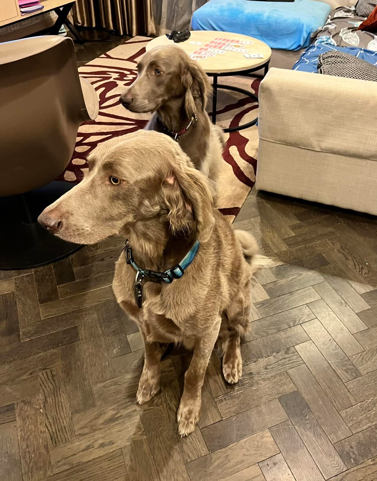 Walter and Willow at home